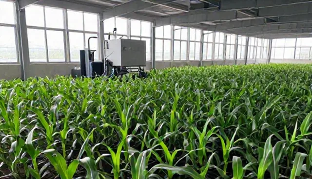 高产玉米种苗种植与管理的关键环节解析